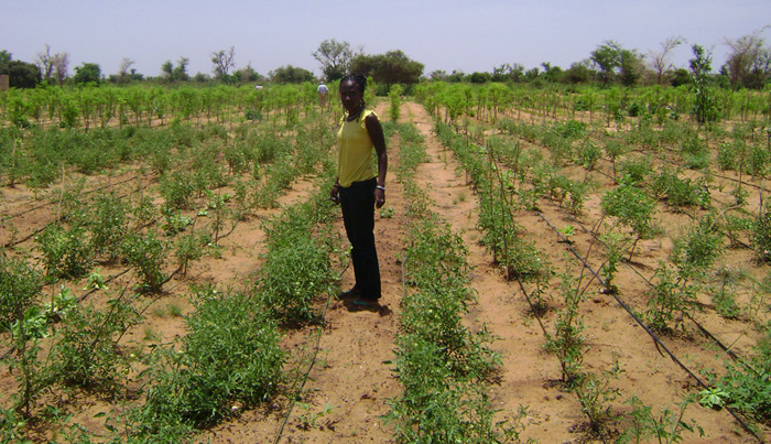 Tanka Village garden rows