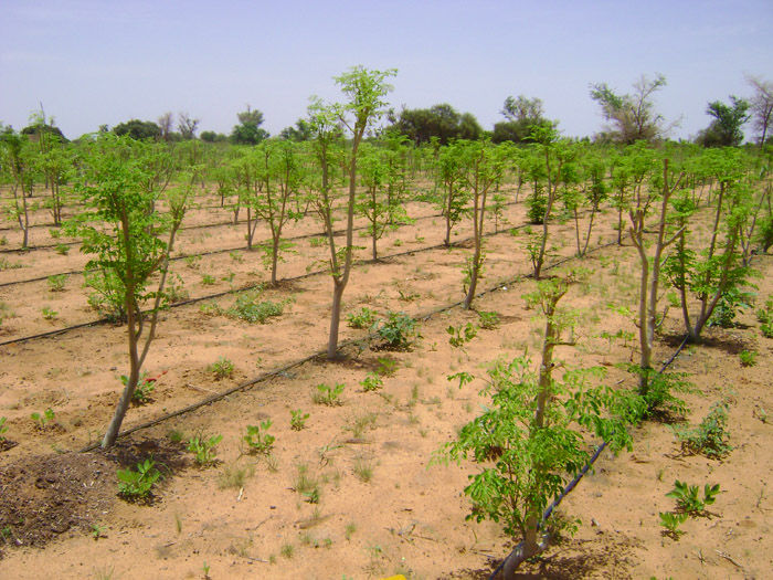 moringa olifera at Tanka Village garden